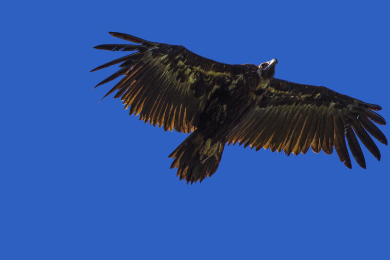 Vautour moine dans le Larzac